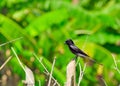 Immature Black Drongo