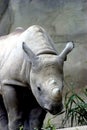 Immature Black Rhino    605022 Royalty Free Stock Photo