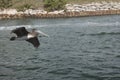 Immature Brown Pelican Flying along the Boca Raton Inlet Royalty Free Stock Photo