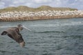 Immature Brown Pelican Flying along the Boca Raton Inlet waiting Royalty Free Stock Photo