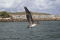 Immature Brown Pelican Flying over Boca Raton Inlet Royalty Free Stock Photo