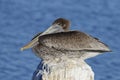 Immature Brown Pelican perched on a dock piling - Cedar Key, Flo Royalty Free Stock Photo