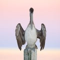 Immature Brown Pelican perched on a dock piling - Cedar Key, Flo Royalty Free Stock Photo