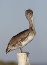 Immature Brown Pelican Perched on a Dock Piling - Florida Royalty Free Stock Photo