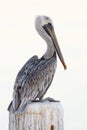 Immature Brown Pelican perched on a dock piling - Florida Royalty Free Stock Photo