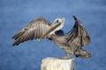 Immature Brown Pelican Stretching its Wings - Florida