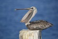 Immature Brown Pelican Yawning on a Dock Piling - Florida Royalty Free Stock Photo
