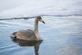 Immature Brown Whooper Swan Royalty Free Stock Photo