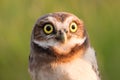 Immature burrowing owl.