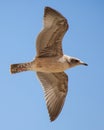 Immature California Gull Flying Royalty Free Stock Photo