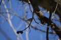 Immature Chestnutt-Sided Warbler Royalty Free Stock Photo