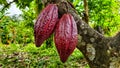 Immature cocoa pods, a hybrid type of cocoa, have a reddish-purple color