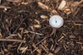 Immature compost managed in a community composter with one thermometer to control the process. Concept of recycling and Royalty Free Stock Photo