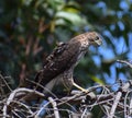 A young Cooper`s Hawk on dead tree