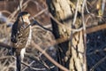 Immature Cooper`s Hawk Perched on a Tree 2