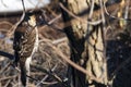 Immature Cooper`s Hawk Perched on a Tree #1