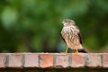 Immature Coopers Hawk (Accipiter cooperii)