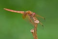 An immature crimson dropwing, Trithemis aurora Royalty Free Stock Photo