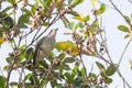 Immature Daurian Starling (Agropsar sturninus).