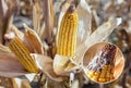 Immature, diseased and moldy corn cob on the field, close-up. Royalty Free Stock Photo