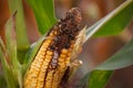 Immature, diseased and moldy corn cob on the field, close-up.