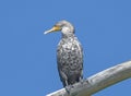 Immature Double Crested Cormorant