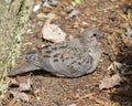 Immature Dove on the Ground