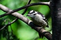 Immature Downy Woodpecker Perched in a Tree