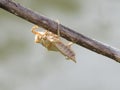 immature dragonfly waiting to hatch Royalty Free Stock Photo