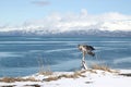 Immature eagle by the bay Royalty Free Stock Photo