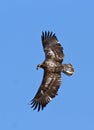 Immature Eagle in Flight Royalty Free Stock Photo