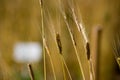 Immature einkorn Triticum monococcum in a field