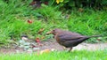 Immature Eurasian blackbird in a garden Royalty Free Stock Photo