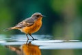 Immature European black redstart.The picture was taken in Central Russia Ai generated