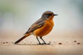 Immature European black redstart.The picture was taken in Central Russia Ai generated