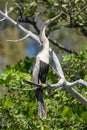 Immature female Anhinga perched on a branch