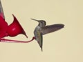 An Immature Female Anna's Hummingbird on a Feeder Royalty Free Stock Photo