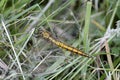 Immature female black-tailed skimmer Orthetrum cancellatum dragonfly Royalty Free Stock Photo