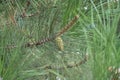 Immature female cone in the leafage of pine