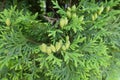 Immature female cones of northern white-cedar