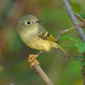 ruby crowned kinglet Royalty Free Stock Photo