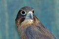 NZ Falcon Royalty Free Stock Photo