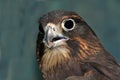 NZ Falcon Royalty Free Stock Photo