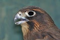 NZ Falcon Royalty Free Stock Photo