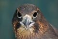 NZ Falcon Royalty Free Stock Photo