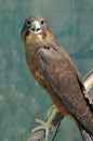 NZ Falcon Royalty Free Stock Photo