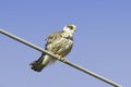 An immature female of red-footed falcons / Falco vespertinus