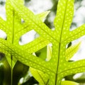 Immature Ferns