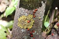 Immature firebugs on tree trunk