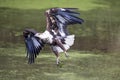 Immature fish eagle tried to catch and missed